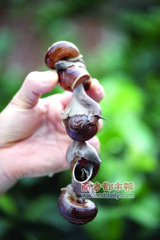 廣西的野生蝸牛追求原汁原味，做法也非常精簡。