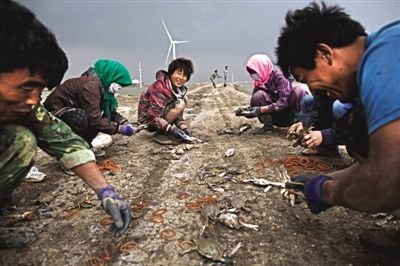 大雨將至，渤海邊的蟹池旁，蟹農(nóng)們不慌不忙地收綁梭子蟹。