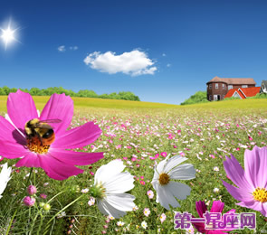 十二星座代表什么花？