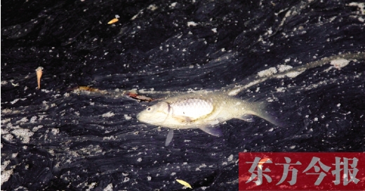 五月九日，鄭州帝湖，漂在黑色的湖面上的死魚(yú)