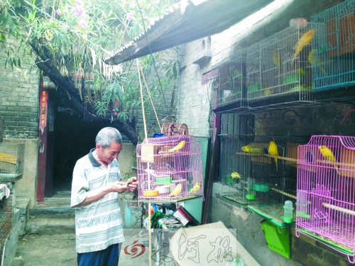 郭家大院的看護(hù)人郭天育老人在給鸚鵡喂食，對(duì)大院，他很不舍。