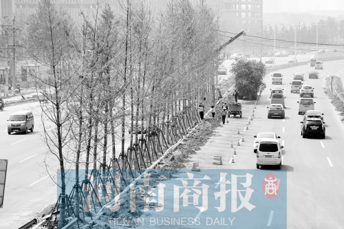 　西三環(huán)化工路，工人正在車(chē)道中間種植銀杏樹(shù)