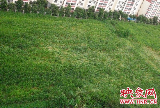 據(jù)映象網(wǎng)網(wǎng)友趙冠召反映，8月7日下午鄭州高新技術(shù)開發(fā)區(qū)突降暴雨冰雹，致使附近農(nóng)田近三分之一玉米倒伏