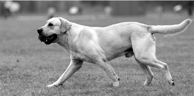 養(yǎng)犬限高35厘米一旦實(shí)施，拉布拉多、金毛等大型犬將被禁養(yǎng)。