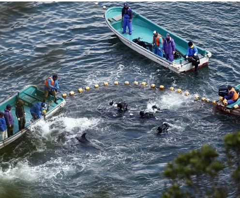 圖為當地漁民正在把海豚趕入屠殺圈內。