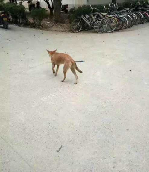 華科大校園內(nèi)，一條流浪狗腹部被箭射穿，地上留著斑斑血跡。
