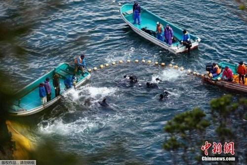 當?shù)貢r間2014年1月21日，日本太地“海豚灣”，日本漁民圍捕入網(wǎng)的海豚。 據(jù)報道，在一年一度的海豚圍捕活動中，已有數(shù)百海豚被獵殺。