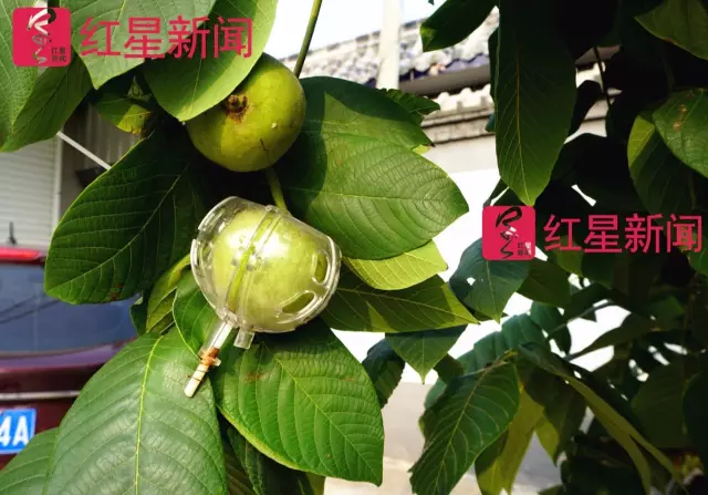 文玩核桃遇冷由幾萬一對降到5元沒人要？商戶否認(rèn)