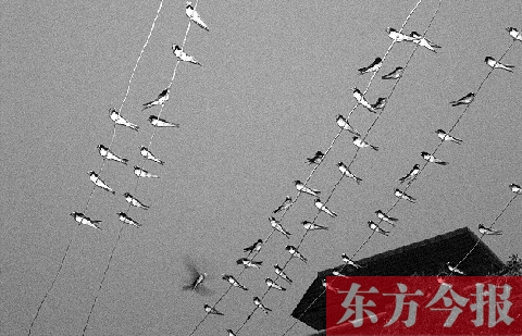 濟(jì)源市克井鎮(zhèn)苗莊村一戶農(nóng)家的晾衣繩上，上百只燕子來做客