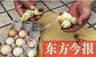 昨天上午，鄭州市紫東苑小區(qū)一住戶家的烏雞蛋竟然孵出了小雞