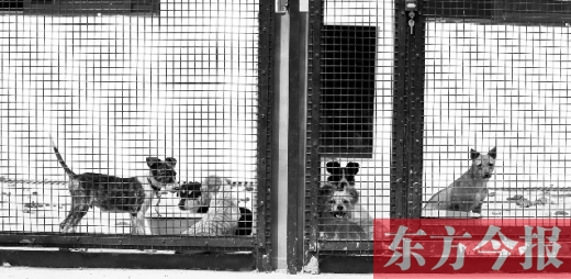 被主人遺棄的小狗暫時(shí)寄居在鄭州市犬只收容中心內(nèi)，如果沒(méi)有人來(lái)認(rèn)領(lǐng)，他們將被處以安樂(lè)死