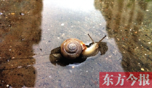 堵車俺不怕，就怕發(fā)大水，這不，一大早蹚水過街，現(xiàn)在已經(jīng)是下午了，俺還在馬路中間呢