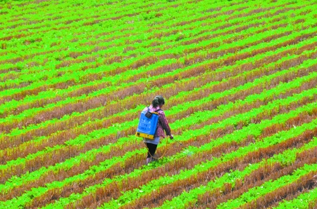6月28日，內(nèi)黃縣東莊鎮(zhèn)馬固村農(nóng)民在花生地里噴施農(nóng)藥。
