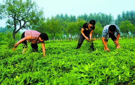 7月16日，內(nèi)黃縣后河鎮(zhèn)余莊村村民在花生地里除草。