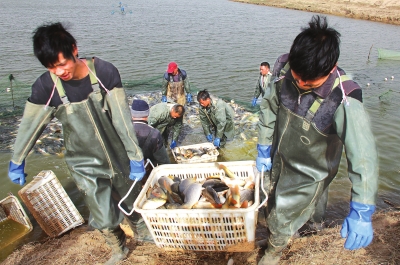 3月18日，漁民在溫縣黃河鯉魚生態(tài)養(yǎng)殖基地捕魚，近日，溫縣3000畝黃河鯉魚生態(tài)養(yǎng)殖基地的頭茬魚開始