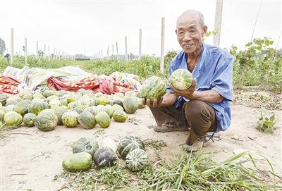 種的是“三白瓜”，長出來的瓜非常雜，其中最多的是本地甜面瓜，俗稱“一窩猴”