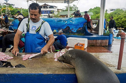海獅變魚攤?？?排隊(duì)“購買”金槍魚