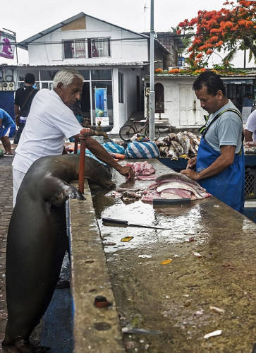 海獅變魚攤?？?排隊(duì)“購買”金槍魚