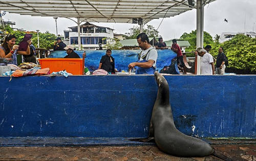 海獅變魚攤?？?排隊(duì)“購買”金槍魚