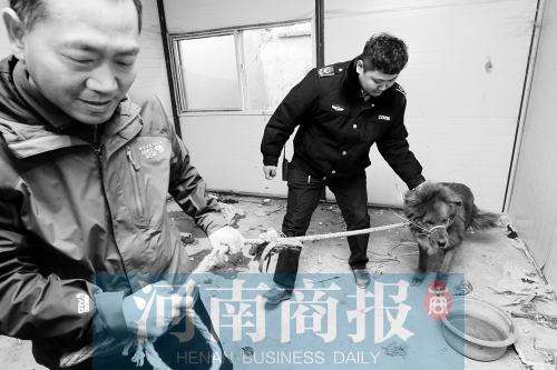麻藥起作用后，這只藏獒被執(zhí)法人員控制