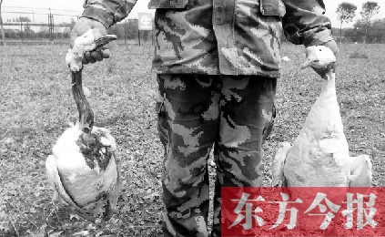 濟(jì)源一山間農(nóng)場(chǎng)遭襲，死傷200多只大鵝