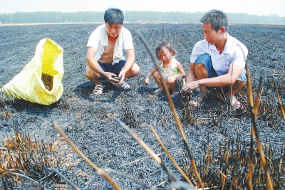 　村民為挽回一點損失，只得撿拾一些燒焦的麥穗。