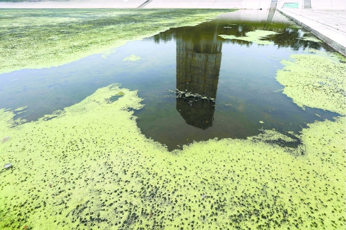 幾近干涸、臭氣熏天、長滿水草的東風(fēng)渠，已不見往日容顏　 記者 侯建勛/攝