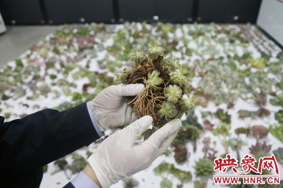 這些被截獲的多肉植物郵件面單上的品名大多申報(bào)為“禮物”、“衣服”等，屬于瞞報(bào)行為。