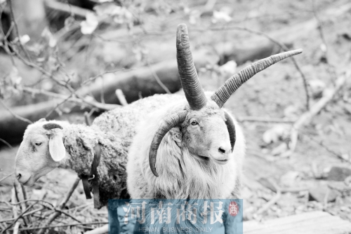 “咩……我的原主人說，他養(yǎng)了一輩子羊，也沒見過我這種情況”