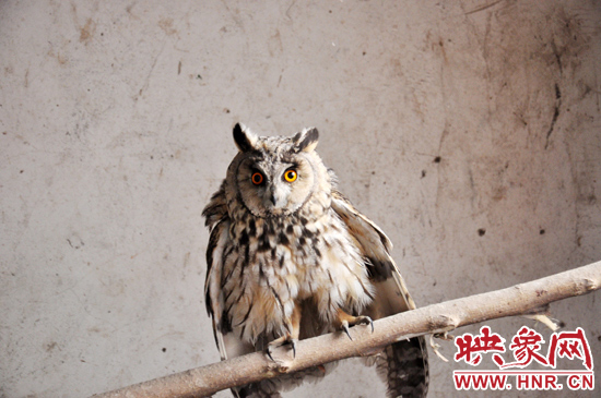 據(jù)了解，長(zhǎng)耳鸮屬于夜行動(dòng)物，是一種益鳥，主要捕食鼠類。