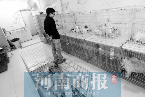 市民反映，淮河路“緣寵”寵物店曾出售疑似患病的狗