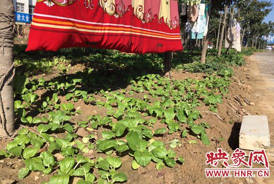 西四環(huán)中原路交叉口，大片生態(tài)廊道被毀，變成私家菜園。