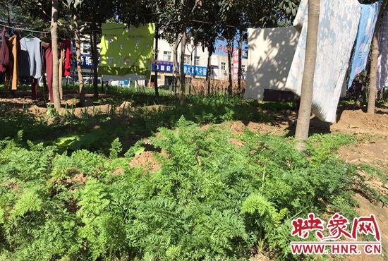 西四環(huán)中原路交叉口，大片生態(tài)廊道被毀，變成私家菜園。