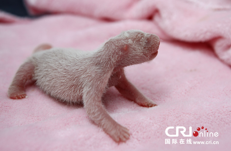 2013年7月11日，成都大熊貓繁育研究基地月亮產(chǎn)房，新生大熊貓寶寶在育嬰箱里憨態(tài)可掬。