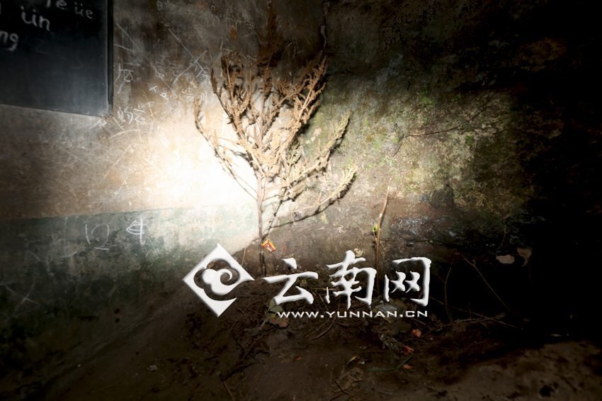 　教室里沒有燈，光線太暗，村民便種下了野蘇麻，希望教室有綠色，讓孩子們看到“希望”。 徐弘毅 攝