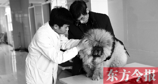 在一家大型寵物醫(yī)院里，生病的狗狗正在接受治療