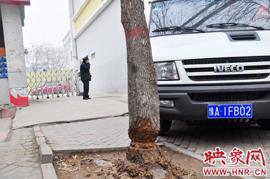 據了解，這棵樹在一家名叫“蝸牛之家”賓館專用停車場的出口處的南側，與北側的另外一棵白蠟樹有三四米的距