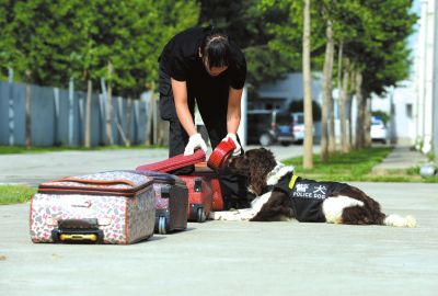 搜油犬正在進(jìn)行日常訓(xùn)練。