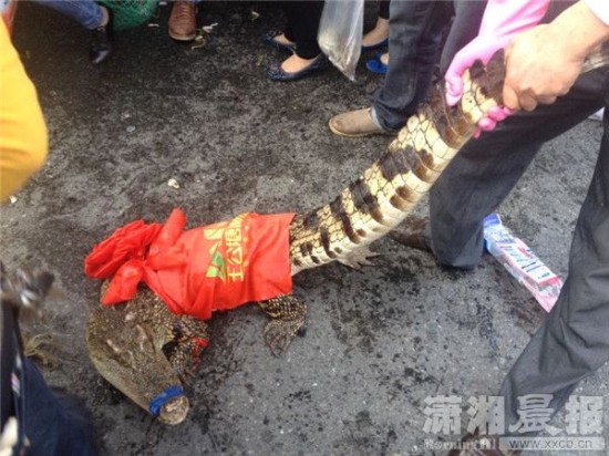 車上的鱷魚爬上路面。記者 向帥