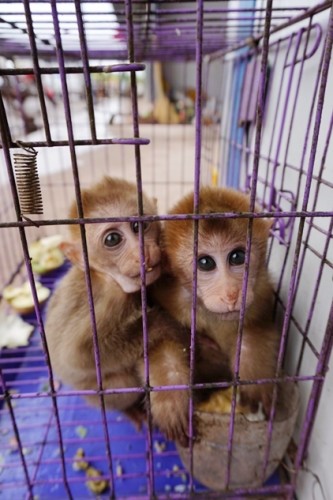 獼猴、麂子、白鷴、果子貍、豪豬、豺狗、熊、竹鼠等國家保護(hù)野生動物或瀕危物種，在此成為各路食客的盤中餐