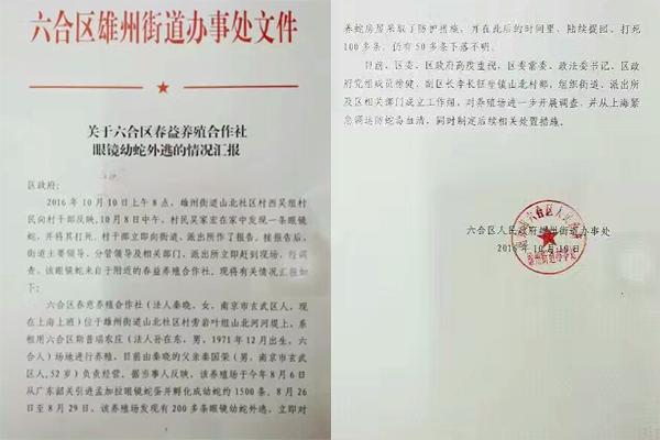 交匯點(diǎn)10月10日消息， 10日晚上，一則消息在南京人的朋友圈和微信群里瘋傳，網(wǎng)傳消息稱：六合雄州街道山北村一個(gè)農(nóng)莊私自養(yǎng)眼鏡蛇，幾天前突然跑出來了，估計(jì)二三百條。交匯點(diǎn)記者向六合區(qū)委宣傳部相關(guān)人士求證，證實(shí)了此事確實(shí)發(fā)生。