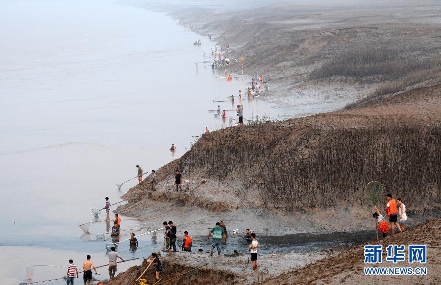  7月6日,在山西省平陸縣黃河岸邊,人們?cè)诓稉泣S河“流魚”。