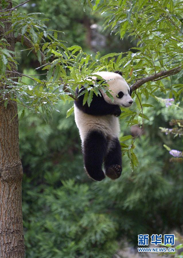 8月23日,大熊貓“寶寶”在美國華盛頓的國家動物園玩耍。新華社記者殷博古攝