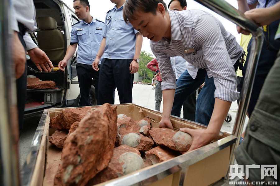 2015年4月19日，廣東河源，道路改造施工現(xiàn)場，挖出一大窩恐龍蛋化石。