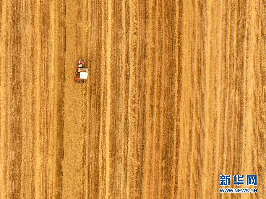 這是5月28日在河南省南陽(yáng)市唐河縣甘河灣村航拍的麥?zhǔn)宅F(xiàn)場(chǎng)。