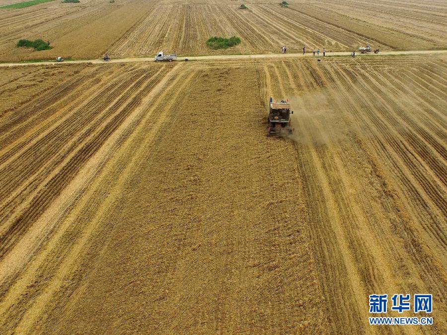 這是5月28日在河南省南陽(yáng)市唐河縣甘河灣村航拍的麥?zhǔn)宅F(xiàn)場(chǎng)。