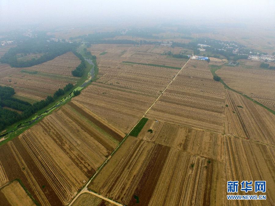 這是5月28日在河南省南陽(yáng)市唐河縣甘河灣村航拍的麥?zhǔn)宅F(xiàn)場(chǎng)。