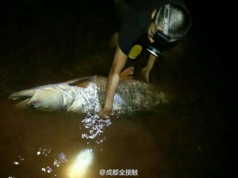 圖為父子倆發(fā)現(xiàn)大魚。