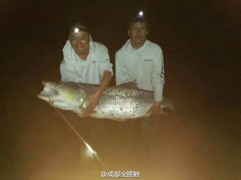 　圖為大魚需要兩個(gè)人抱起。
