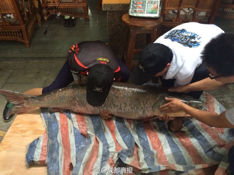 圖為父子倆翻動大魚。
